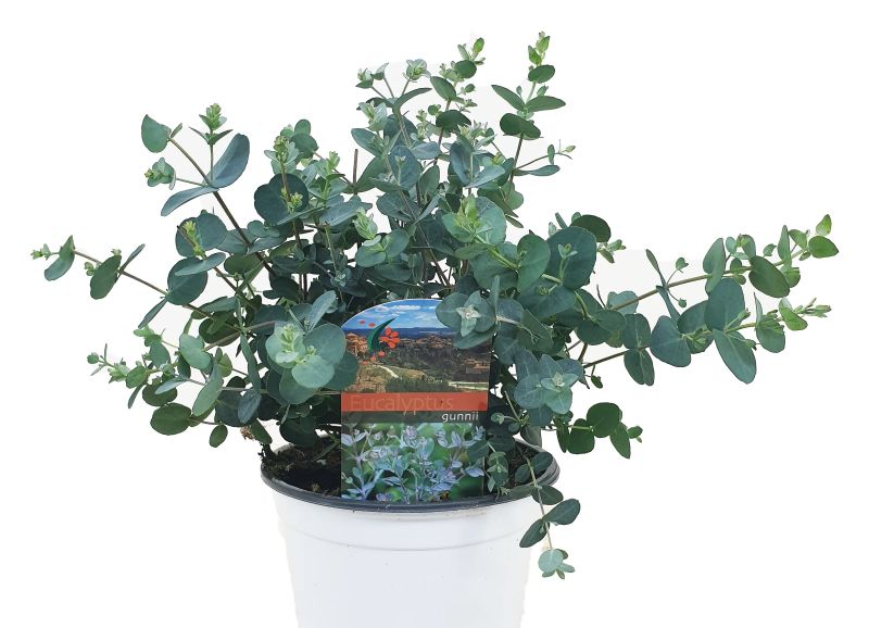 eukalyptus